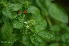 Ocimum basilicum var. basilicum